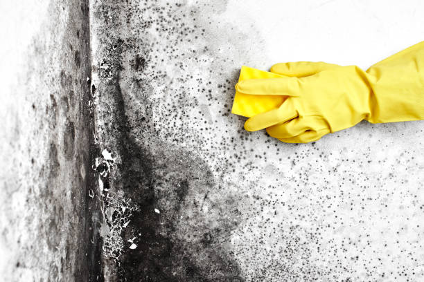  Denver, NC Mold Removal Pros